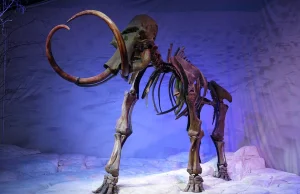 Stworzono żywe komórki zawierające DNA... mamuta!