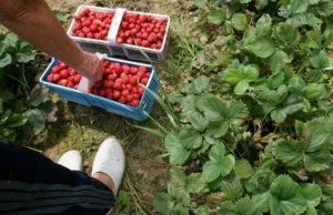 Wakacyjna praca za granicą - kiedy i gdzie szukać i ile można zarobić