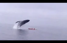 Wieloryb Waleń wyskakuje z wody..
