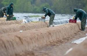 Koniec z saksami. Polacy nie zarobią już u Niemców