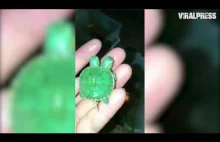 Mały żółwik z dwiema głowami