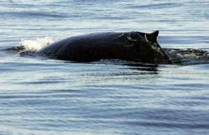 Wieloryb pływa w Zatoce Puckiej?
