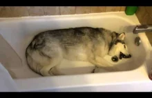 Kiedy Twój pies domaga się kąpieli.