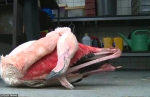 Dzieci na śmierć skatowały flaminga w ZOO w Czechach.