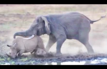 Nosorożec próbował zaatakować słonia, chroniąc swoje młode