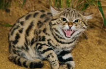 Kot czarnołapy – najmniejszy dziki kot afrykański.