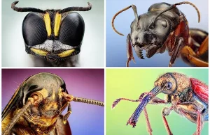 Makro portrety owadów