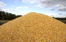 Zasypie nas kukurydza z Ukrainy? KRIR apeluje do ministra rolnictwa o...
