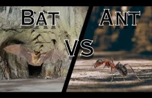 Bat VS Ant ||Rap Battle