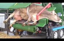 Nowoczesna automatyczna maszyna do obcinania kopyt u krowy.
