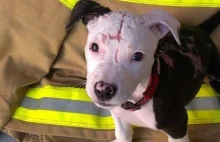 Pies uratowany z płonącego domu został strażakiem. Zobacz wzruszające zdjęcia!