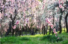 Przed wiśnią w Japonii kwitnie śliwka- jest równie piękna