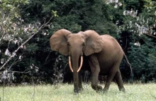 Dramat obrońców afrykańskich zwierząt: zapłacą za najdroższe uaktualnienie...
