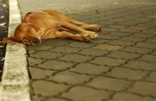 Jak odróżnić zagubionego psa od bezdomnego?