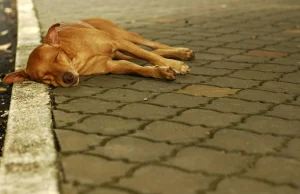 Jak odróżnić zagubionego psa od bezdomnego?