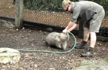 Uparty wombat chce się bawić