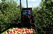 Rosja blokuje, świat kupuje polskie owoce i warzywa