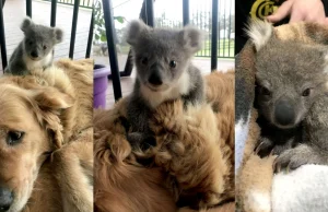 W Australii pies wrócił z koalą na plecach