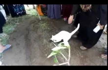 Kotek na pogrzebie właściciela