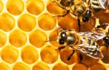 Pszczoły giną na Warmii i Mazurach