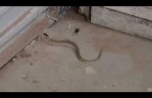 Pająk łapie węża w siec