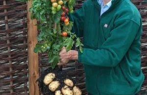 Ziemniako-Pomidor wyhodowany / Tomato-potato plant unveiled in UK