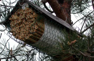 Jak zbudować ul dla dzikich pszczół