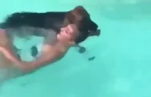 Pies ratuje panią w basenie.