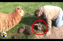 Ratowanie małej Alpaki, która jakimś cudem, utknęła w dziurze w ziemi.