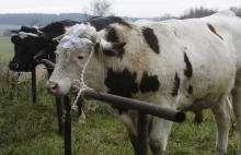 Zapadł wyrok bezwzględnego więzienia za znęcanie się nad zwierzętami