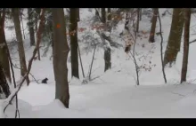 Atak watahy wilków na niedźwiedzie. Bieszczady, 23.12.2017.