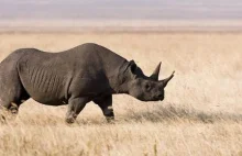 Coraz mniej nosorożców.