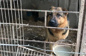 Hodowla owczarków pod Zieloną Góra jak z horroru. Psy brodziły w...