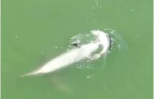 Delfiny próbują wskrzesić martwego delfinka - w sieci pojawiło się...