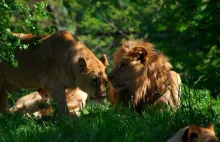 Lew zagryzł samicę w gdańskim zoo