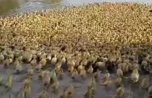 5 tysięcy pędzących młodych kaczek do stawu