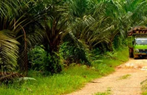 Producenci oleju palmowego kontratakują. Ujawniono wielką machinę propagandową