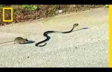 Szczurza matka ratuje swoje dziecko porwane przez węża
