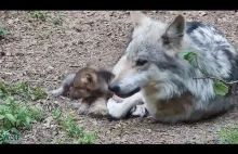 Tata wilk obraca się w złym humorze, gdy szczeniak nie zostawia go samego
