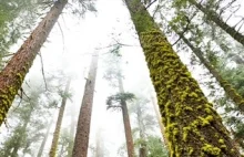 Hyperion - najwyższe i najbardziej tajemnicze drzewo świata