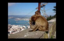 Gibraltar - Małpki