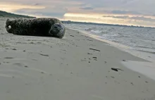 Oskalpowana foka wyrzucona na brzeg w Niechorzu