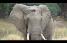 Słoń proszący o pomoc po tym jak został postrzelony przez kłusownika w głowę