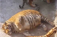 W Chinach utuczono tygrysy