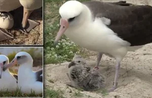 65-letnia samica albatrosa złożyła i wysiedziała kolejne jajko.