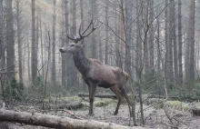 Leśniczy uratował jelenia - Niesamowite Zdjecia