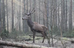 Leśniczy uratował jelenia - Niesamowite Zdjecia