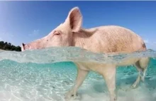 Ciekawe miejsca: Plaża świń na Bahamach