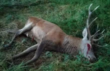 Ekolodzy zarzucają myśliwym zabicie jelenia, który zginął w walce