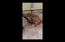 Psia mama ratuje swoje szczenię od utonięcia